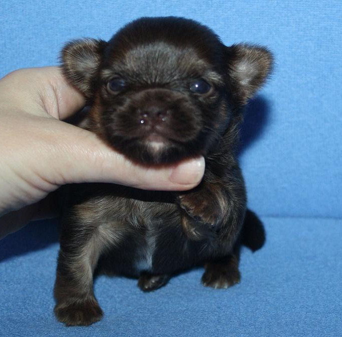 ChihuaClub::Puppies